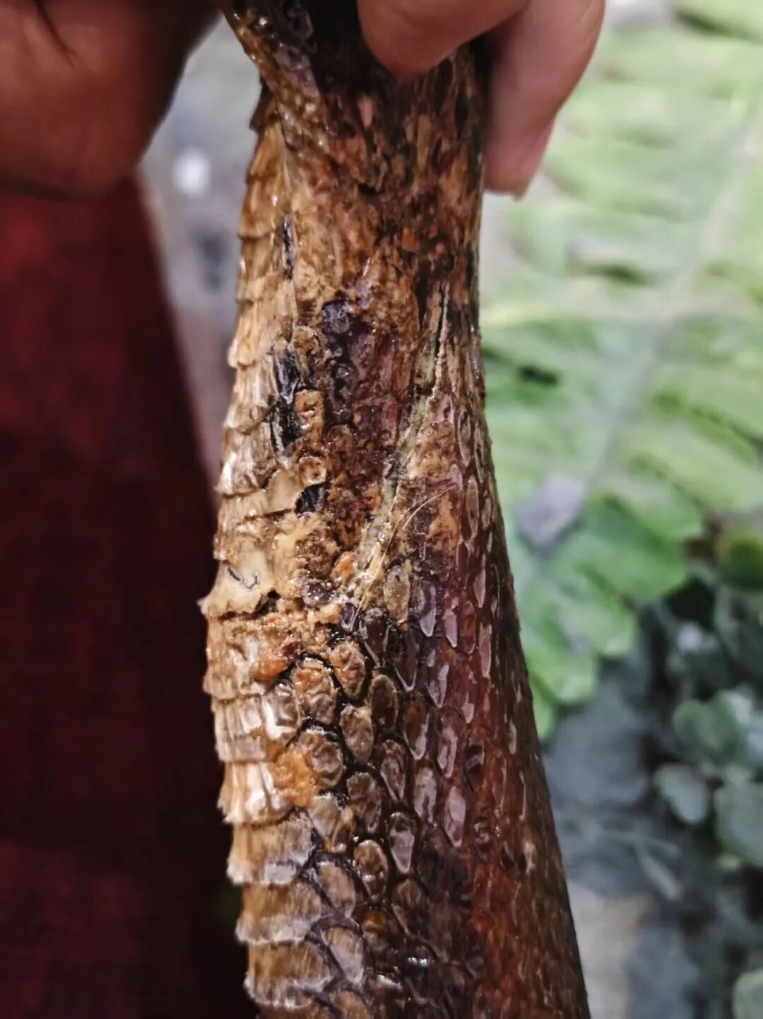 舟山眼镜蛇颈部皮张断裂